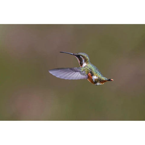 Female Purple-throated Woodstar-Ecuador Black Modern Wood Framed Art Print by Jones, Adam