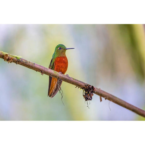 Chestnut-breasted Coronet-Ecuador White Modern Wood Framed Art Print by Jones, Adam