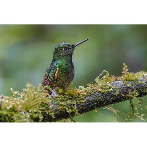 Buff-tailed Coronet-Ecuador White Modern Wood Framed Art Print by Jones, Adam