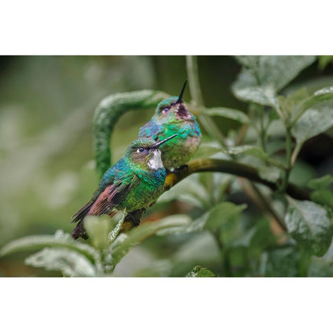 Pair of Green-crowned brilliant-Ecuador White Modern Wood Framed Art Print by Jones, Adam