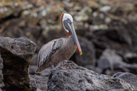 Brown pelican-Espanola Island-Galapagos-Ecuador Black Ornate Wood Framed Art Print with Double Matting by Jones, Adam