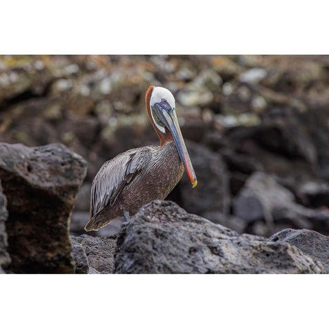 Brown pelican-Espanola Island-Galapagos-Ecuador Black Modern Wood Framed Art Print by Jones, Adam
