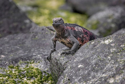 Marine iguana-Espanola Island-Galapagos Islands-Ecuador White Modern Wood Framed Art Print with Double Matting by Jones, Adam