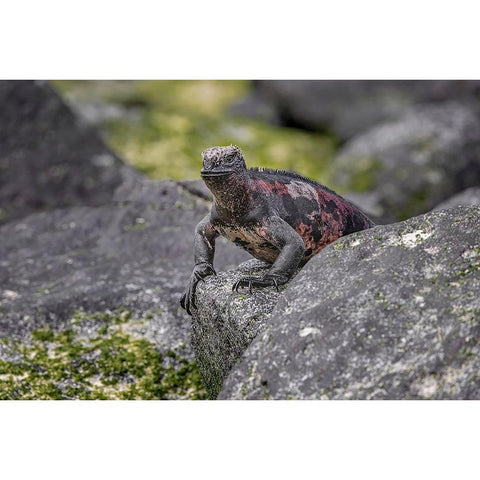 Marine iguana-Espanola Island-Galapagos Islands-Ecuador Black Modern Wood Framed Art Print by Jones, Adam