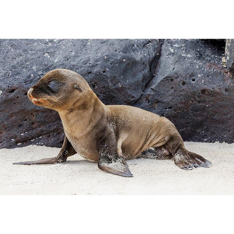 Baby Galapagos sealion pup-Espanola Island-Galapagos Islands-Ecuador Black Modern Wood Framed Art Print by Jones, Adam