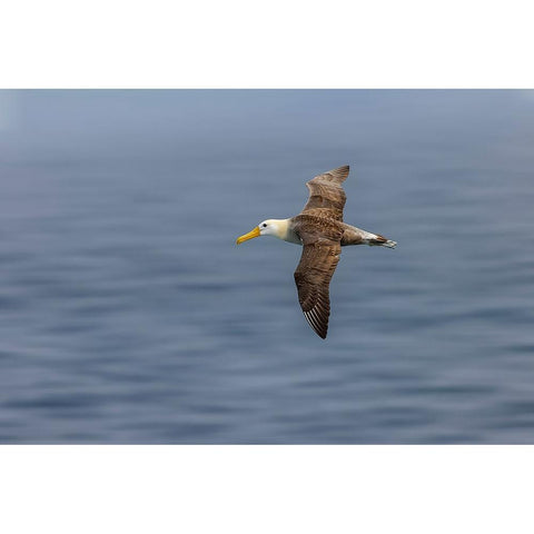 Waved albatross flying-Espanola Island-Galapagos Islands-Ecuador Black Modern Wood Framed Art Print by Jones, Adam