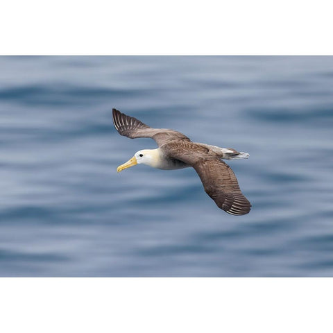 Waved albatross flying-Espanola Island-Galapagos Islands-Ecuador Black Modern Wood Framed Art Print with Double Matting by Jones, Adam