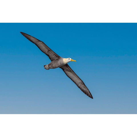 Waved albatross flying-Espanola Island-Galapagos Islands-Ecuador White Modern Wood Framed Art Print by Jones, Adam