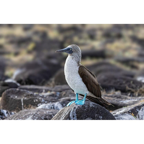 Blue-footed Boobie-Espanola Island-Galapagos Islands-Ecuador Black Modern Wood Framed Art Print with Double Matting by Jones, Adam
