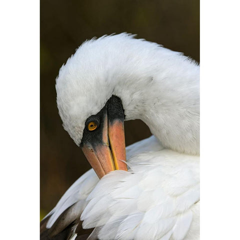 Nazca booby preening feathers-Espanola Island-Galapagos Islands-Ecuador Gold Ornate Wood Framed Art Print with Double Matting by Jones, Adam