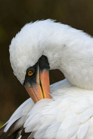 Nazca booby preening feathers-Espanola Island-Galapagos Islands-Ecuador White Modern Wood Framed Art Print with Double Matting by Jones, Adam