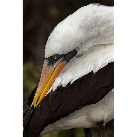 Nazca booby preening feathers-Espanola Island-Galapagos Islands-Ecuador White Modern Wood Framed Art Print by Jones, Adam