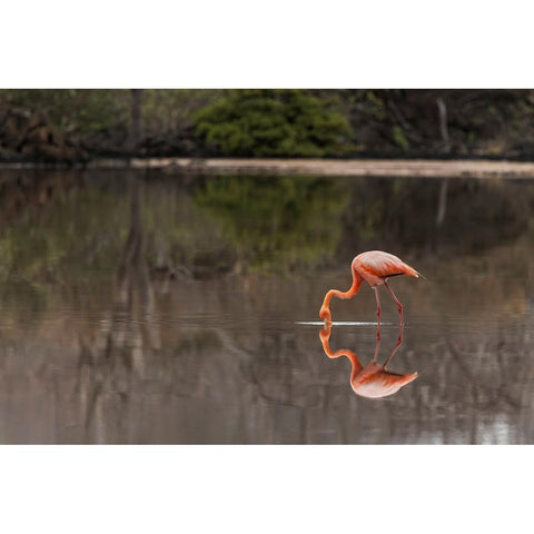 Galapagos Flamingo or Caribbean flamingo-Flamingo Lagoon-Punta Cormorant Floreana Island White Modern Wood Framed Art Print by Jones, Adam