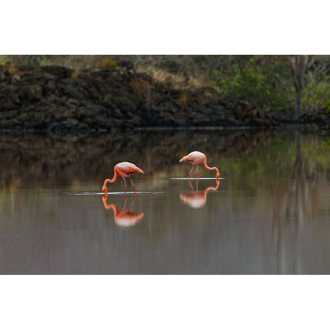 Galapagos Flamingo or Caribbean flamingo-Flamingo Lagoon-Punta Cormorant Floreana Island Black Modern Wood Framed Art Print by Jones, Adam