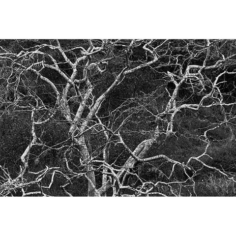 Palo santo tree Floreana Island-Galapagos Islands-Ecuador Black Modern Wood Framed Art Print by Jones, Adam