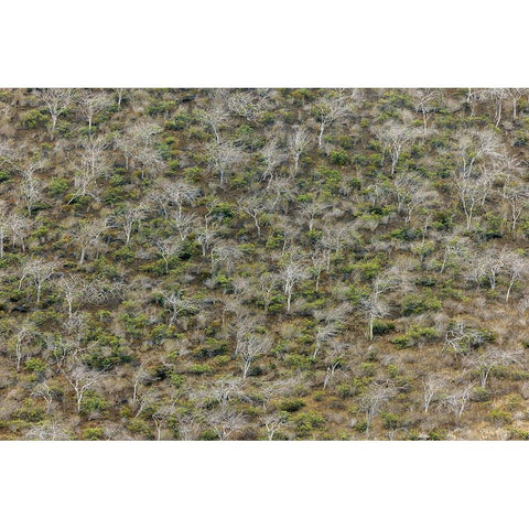 Hillside of palo santo trees Floreana Island-Galapagos Islands-Ecuador Black Modern Wood Framed Art Print by Jones, Adam