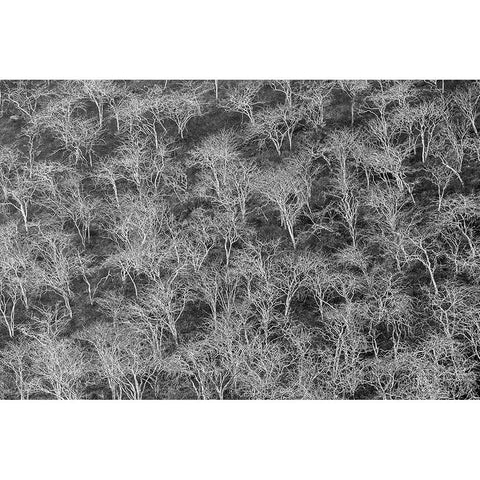 Hillside of palo santo trees Floreana Island-Galapagos Islands-Ecuador Gold Ornate Wood Framed Art Print with Double Matting by Jones, Adam