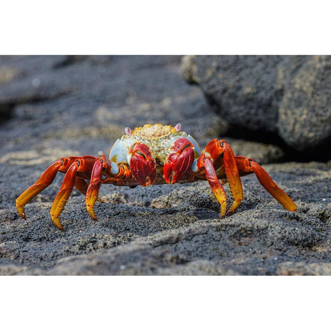Sally lightfoot crab Floreana Island-Galapagos Islands-Ecuador Black Modern Wood Framed Art Print by Jones, Adam