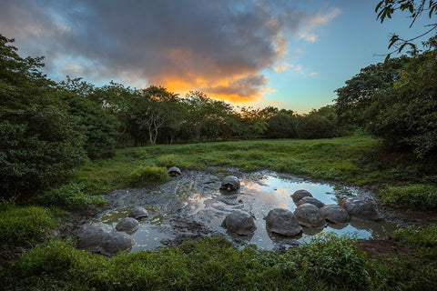 Galapagos giant tortoise gathering in small pond at sunset Genovesa Island-Galapagos Islands Black Ornate Wood Framed Art Print with Double Matting by Jones, Adam