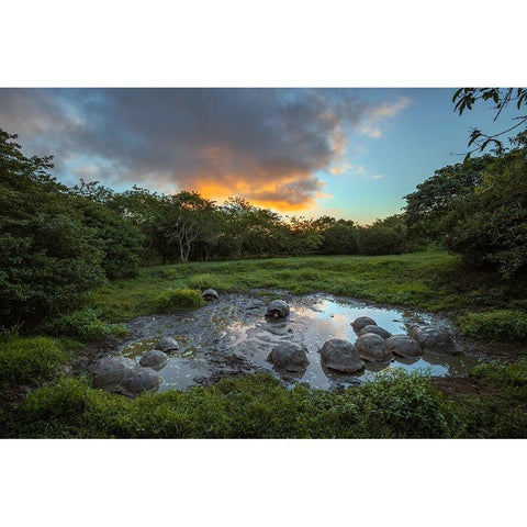 Galapagos giant tortoise gathering in small pond at sunset Genovesa Island-Galapagos Islands Black Modern Wood Framed Art Print by Jones, Adam