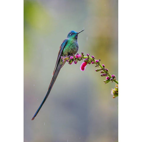 Male Long-tailed sylph-Ecuador Black Modern Wood Framed Art Print by Jones, Adam