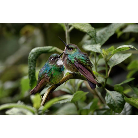 Pair of Green-crowned brilliant-Ecuador White Modern Wood Framed Art Print by Jones, Adam