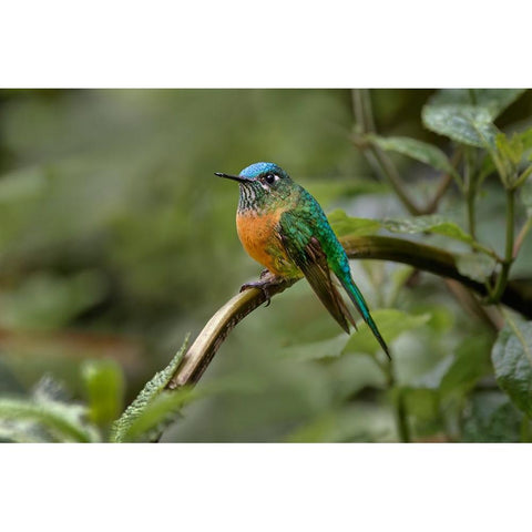 Female Long-tailed sylph-Ecuador Black Modern Wood Framed Art Print by Jones, Adam