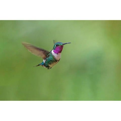 White-bellied woodstar flying-Ecuador Gold Ornate Wood Framed Art Print with Double Matting by Jones, Adam