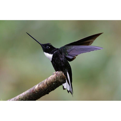 Collared Inca Ecuador White Modern Wood Framed Art Print by Jones, Adam