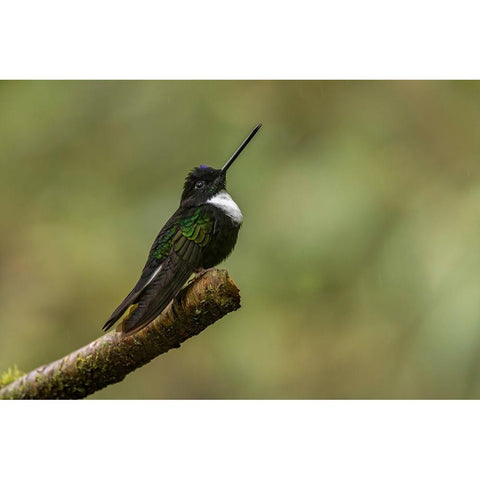 Collared Inca Ecuador Black Modern Wood Framed Art Print with Double Matting by Jones, Adam