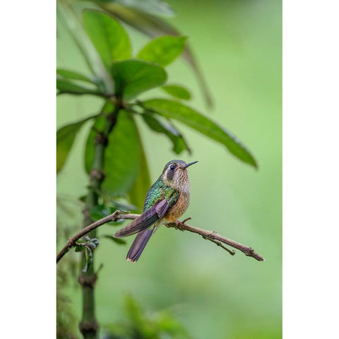 Speckled hummingbird-Ecuador White Modern Wood Framed Art Print by Jones, Adam