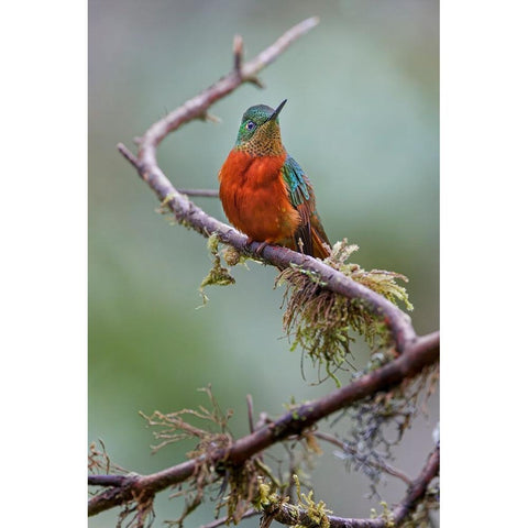 Chestnut-breasted Coronet-Ecuador Black Modern Wood Framed Art Print by Jones, Adam