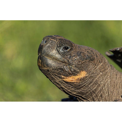 Galapagos giant tortoise Genovesa Island-Galapagos Islands-Ecuador Gold Ornate Wood Framed Art Print with Double Matting by Jones, Adam