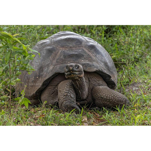 Galapagos giant tortoise Genovesa Island-Galapagos Islands-Ecuador Black Modern Wood Framed Art Print with Double Matting by Jones, Adam