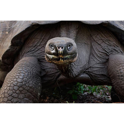 Galapagos giant tortoise Genovesa Island-Galapagos Islands-Ecuador Black Modern Wood Framed Art Print by Jones, Adam