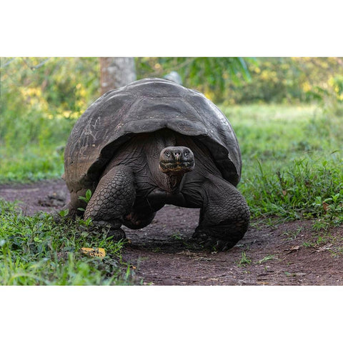 Galapagos giant tortoise Genovesa Island-Galapagos Islands-Ecuador Black Modern Wood Framed Art Print by Jones, Adam