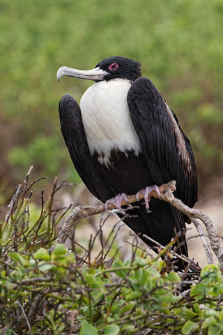 Female Great frigatebird-Genovesa Island-Ecuador White Modern Wood Framed Art Print with Double Matting by Jones, Adam