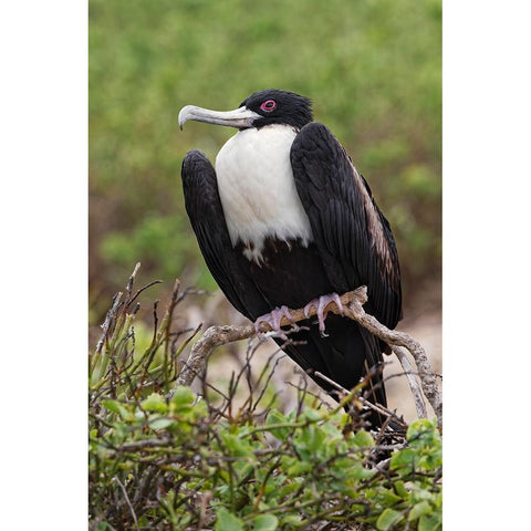 Female Great frigatebird-Genovesa Island-Ecuador White Modern Wood Framed Art Print by Jones, Adam