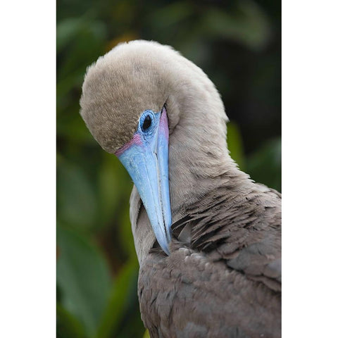 Red-footed booby nestling Genovesa Island-Galapagos Islands-Ecuador White Modern Wood Framed Art Print by Jones, Adam