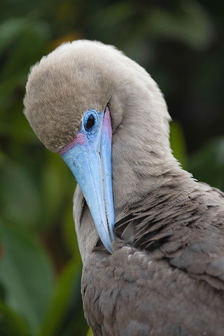 Red-footed booby nestling Genovesa Island-Galapagos Islands-Ecuador Black Ornate Wood Framed Art Print with Double Matting by Jones, Adam