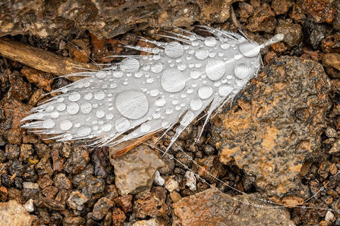 Nazca booby feather on ground with water drops Genovesa Island-Galapagos Islands-Ecuador White Modern Wood Framed Art Print with Double Matting by Jones, Adam