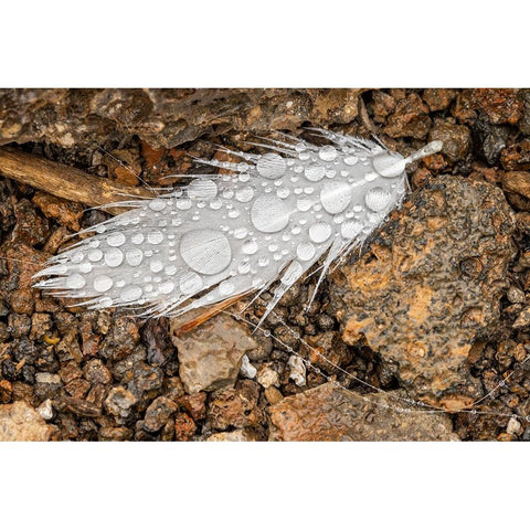 Nazca booby feather on ground with water drops Genovesa Island-Galapagos Islands-Ecuador Gold Ornate Wood Framed Art Print with Double Matting by Jones, Adam