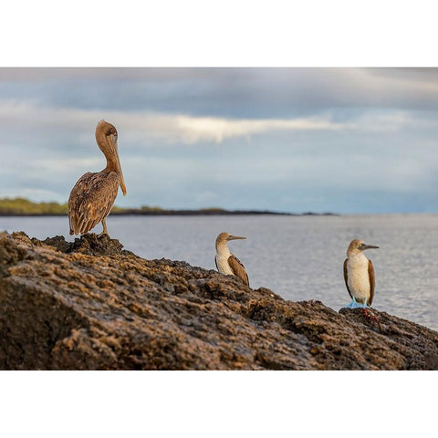 Blue-footed booby and brown pelican-Ecuador-Galapagos Islands-Santa Cruz Island Gold Ornate Wood Framed Art Print with Double Matting by Jones, Adam
