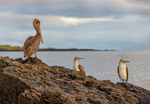 Blue-footed booby and brown pelican-Ecuador-Galapagos Islands-Santa Cruz Island White Modern Wood Framed Art Print with Double Matting by Jones, Adam