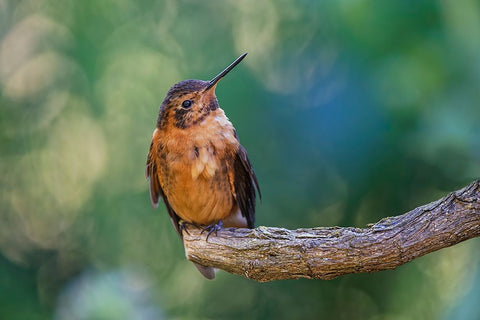 Shining sunbeam-Ecuador White Modern Wood Framed Art Print with Double Matting by Jones, Adam