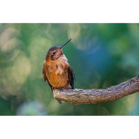 Shining sunbeam-Ecuador Black Modern Wood Framed Art Print by Jones, Adam