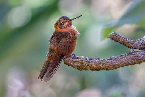 Shining sunbeam-Ecuador Black Ornate Wood Framed Art Print with Double Matting by Jones, Adam