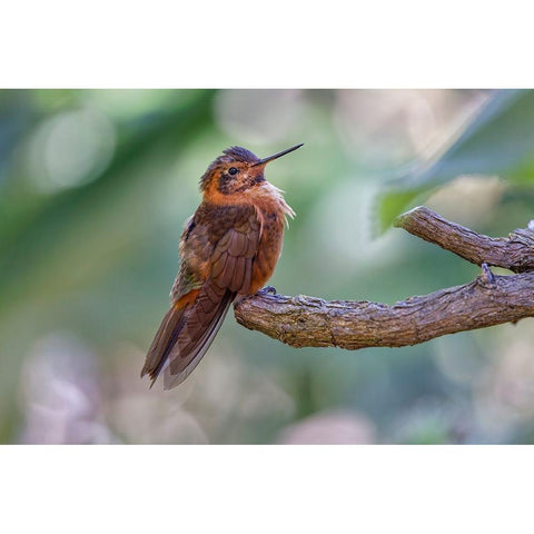 Shining sunbeam-Ecuador Black Modern Wood Framed Art Print by Jones, Adam