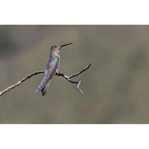 Giant hummingbird perched-Ecuador Black Modern Wood Framed Art Print by Jones, Adam