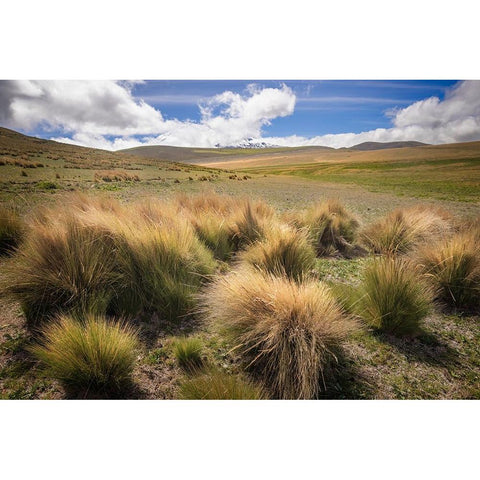 Paramo grass-Antisana Ecological Reserve-Ecuador Black Modern Wood Framed Art Print with Double Matting by Jones, Adam